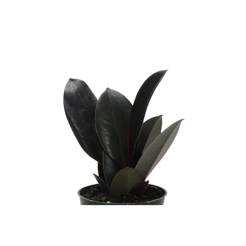 Live Burgundy Rubber Plant, 6" H x 4.5" W x 4.5" D