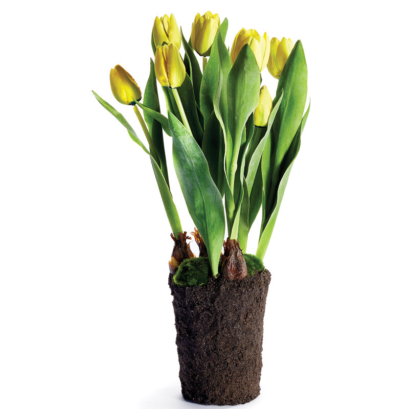 Tulipe Alina, Jaune