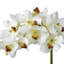 Vaporisateur d'orchidée Just Cut Vanda 27 po-857205590