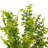 Fern Arrangement