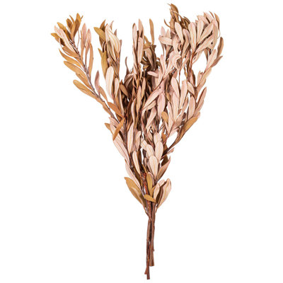 Dakota Fields 20 à 24 po bouquet de feuilles de saucisson séché et moucheté Banksia naturel, 4,4 oz. Ceci est un produit naturel, les dimensions et la couleur peuvent varier d'une plante à l'autre.