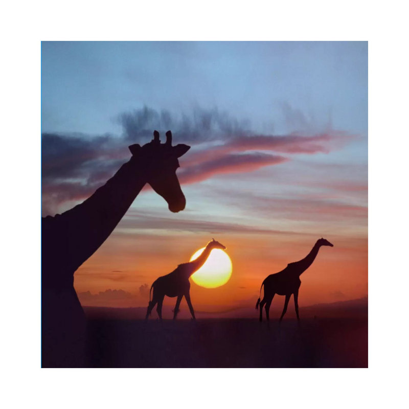 Masai Giraffe Trio At Sunrise, Masai Mara, Kenya by Tim Fitzharris - Wrapped Canvas Print