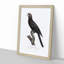 Greater Vasa Parrot by F. Levaillant - Picture Frame Painting Print-55575559-55575556