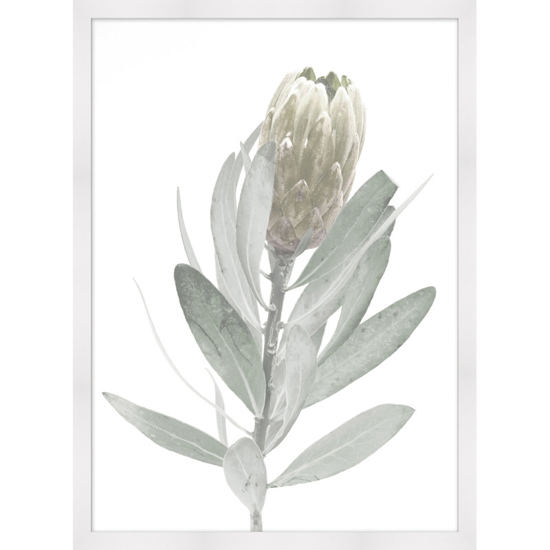 Blanched Plant 7 Print, White Framed