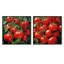 Tomato Scarlet Spheres - Légumes, ensemble de 2 collages carrés-566390706-566390707