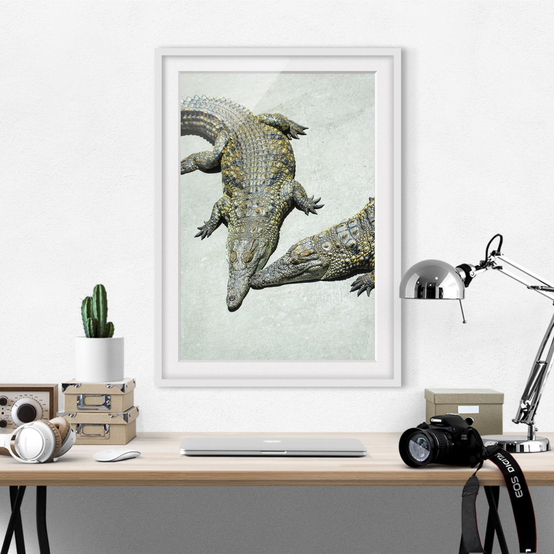 Gerahmtes Poster Crocodile Romance