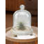 Terrarium d'intérieur-95436261