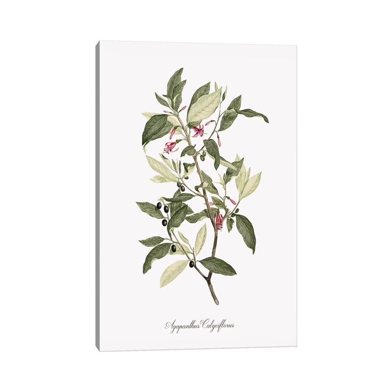 Botanical Agapanthus by Kelly Donovan - Wrapped Canvas Painting, 20.32 cm H x 30.48 cm W