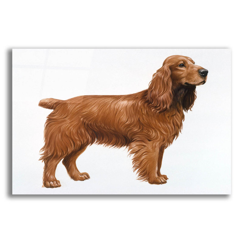 «Cocker Spaniel» par Harro Maass, Latitude Run®, art mural en verre acrylique, H 12 po x l 16 po x P 0,2 po