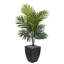 Plante de palmier en pot 38,5 po kentia