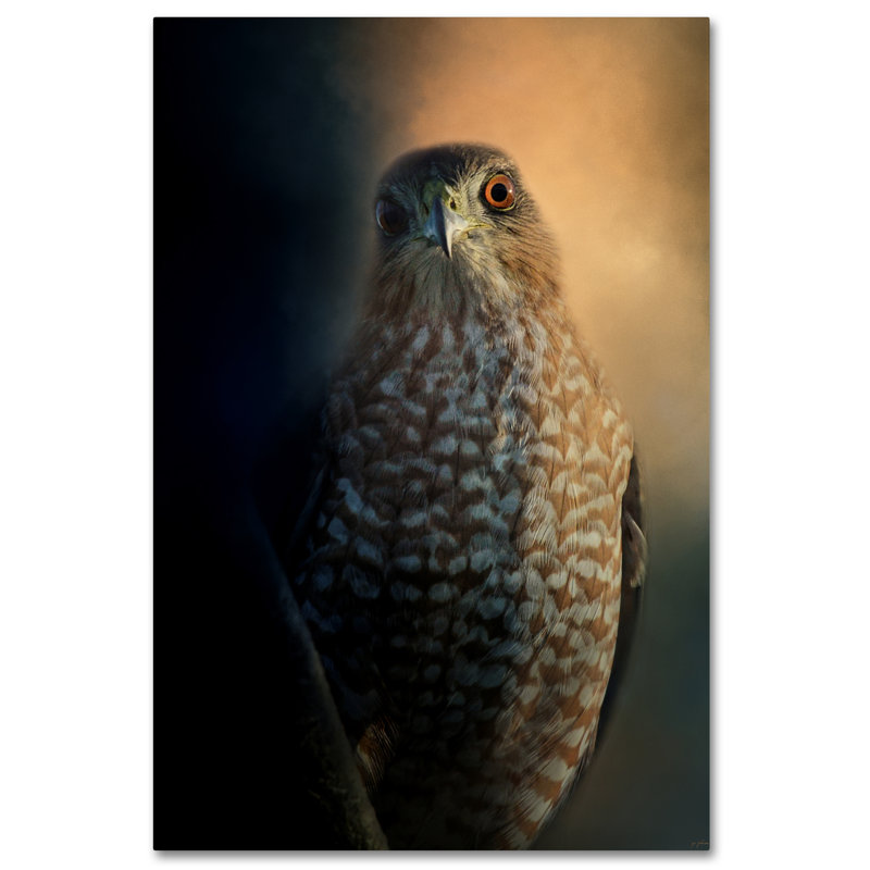 «Coopers Hawk at Sunset», impression sur toile tendue Vidur, H 24 po x l 16 po