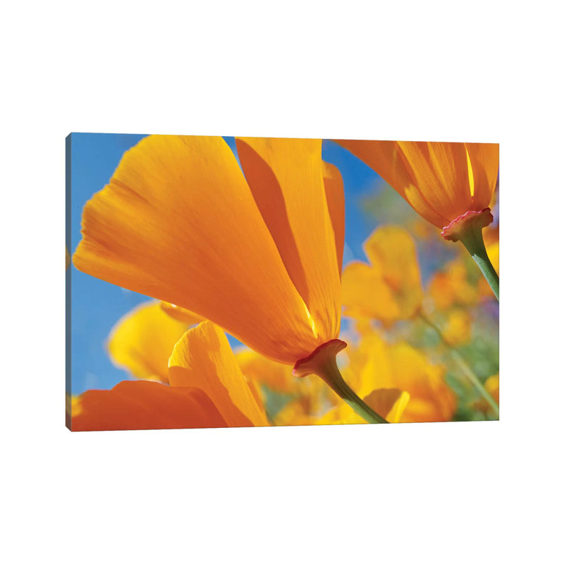 California Poppy Flowers, Antelope Valley, California I by Tim Fitzharris - Gallery-Wrapped Canvas Giclée on Canvas, Canvas