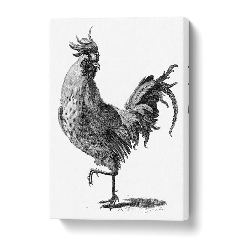 A Cock in Black & White by Johan Teyler - Wrapped Canvas Drawing - Wrapped Canvas, 60 cm H x 40 cm W 