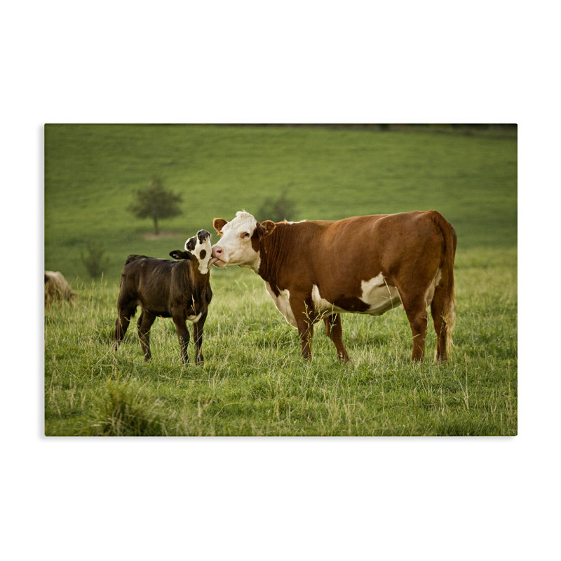 «Cow and Calf Preening», art mural sur toile par Marty Hulsebos, H 16 po x l 24 po