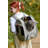 Adventure Cat Carrier Backpack