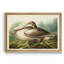 Trumpeter Swan - reproduction d'art sur toile-418566654-418566644