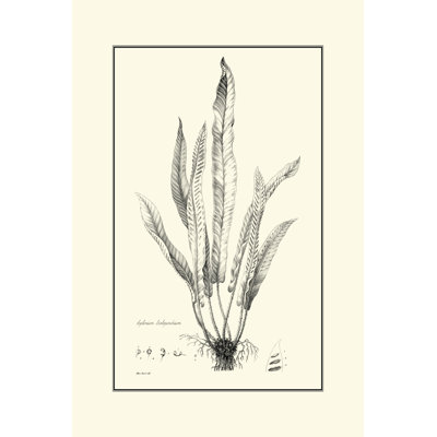 Fern IV 1 Piece Wrapped Canvas Wall Art
