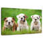 Chiots bouledogue anglais-1915549082
