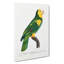 A Yellow-Shouldered Parrot by F. Levaillant - Wrapped Canvas-55367992