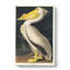 American White Pelican - Wrapped Canvas Painting-55306980