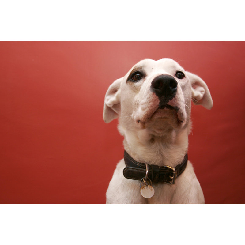 Obedient Dog by EddWestmacott - Wrapped Canvas Print, 20cm H x 30cm W x 3.8cm D