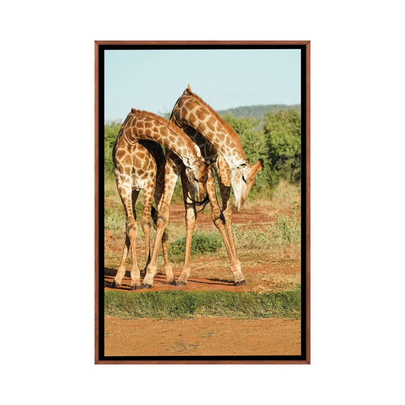 African Dancing Giraffes by Rhonda Thompson - Print on Canvas, Brown Framed, 101.6 cm H x 66.04 cm W