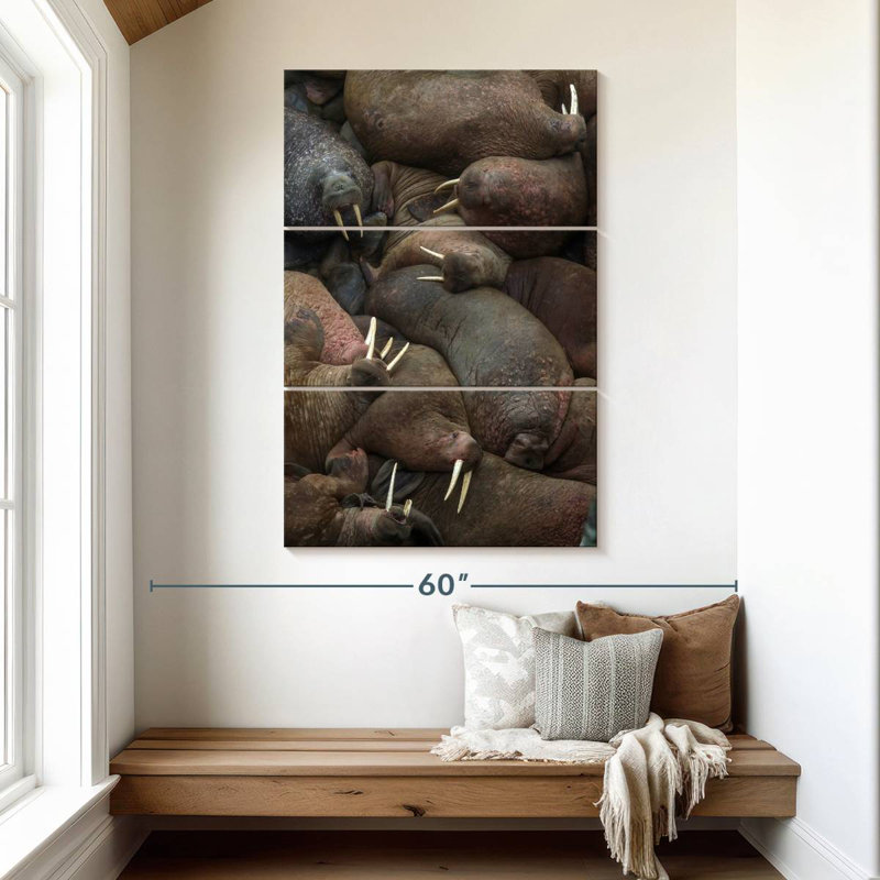 Brampt Walrus Rookery