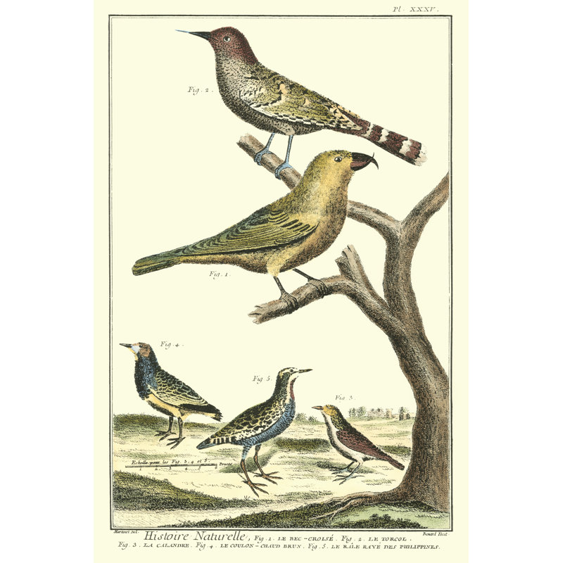 Martinet Bird Family II by Martinet - Wrapped Canvas Print, 46cm H x 30cm W x 3.8cm D