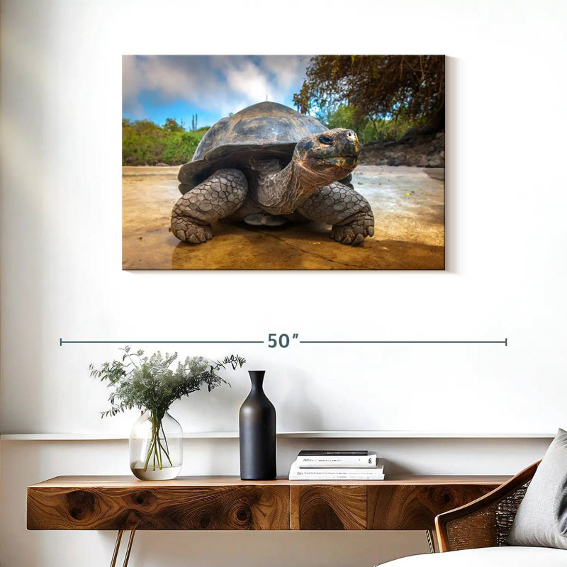 Tortue des Galapagos, H 24 po x l 36 po