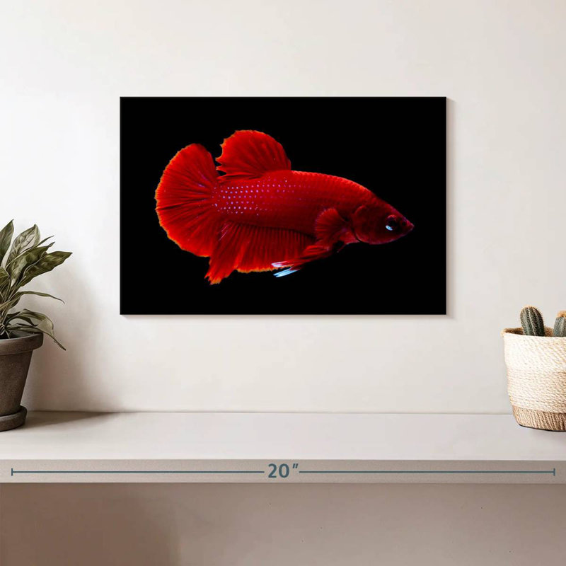 Betta rouge vif, H 8 po x l 12 po