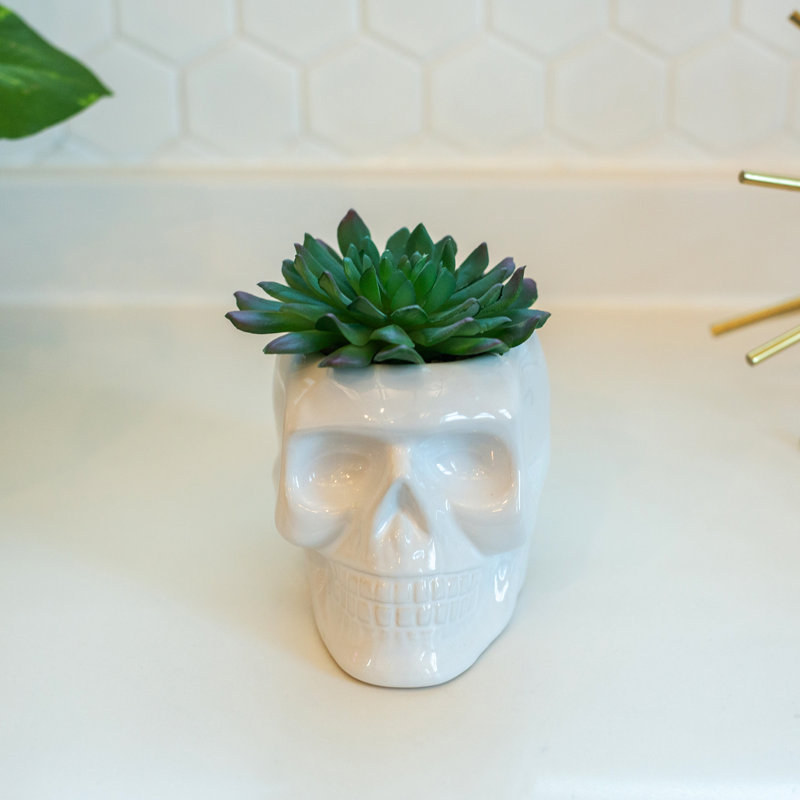 Plante succulent de bureau en pot, Blanc