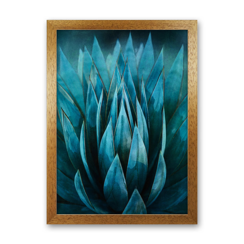 Blue Succulent - Print, Brown Framed, 88cm H x 64cm W x 3cm D