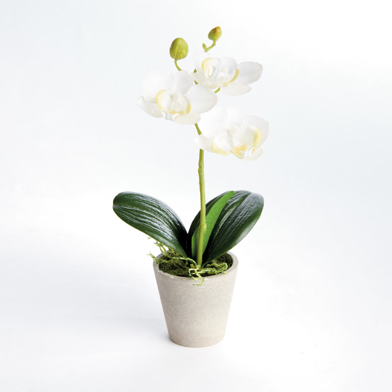Orchidee Pot Realistic Faux Mini Phalaenopsis Orchid in Concrete 9 in. White, White