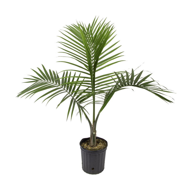 Majesty Palm Tree in Nursery Pot