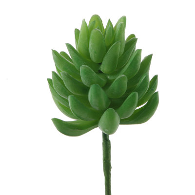 Grande petite petite perle de bureau succulent