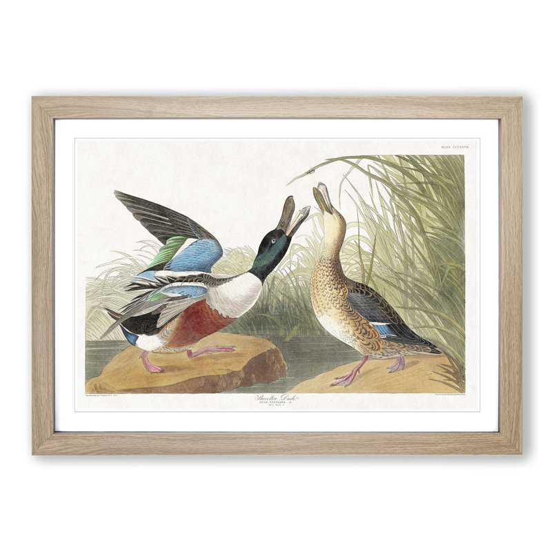 Shoveller Duck by John Audubon - Picture Frame Painting Print, Oak Framed, 36cm H x 48cm W x 2cm D