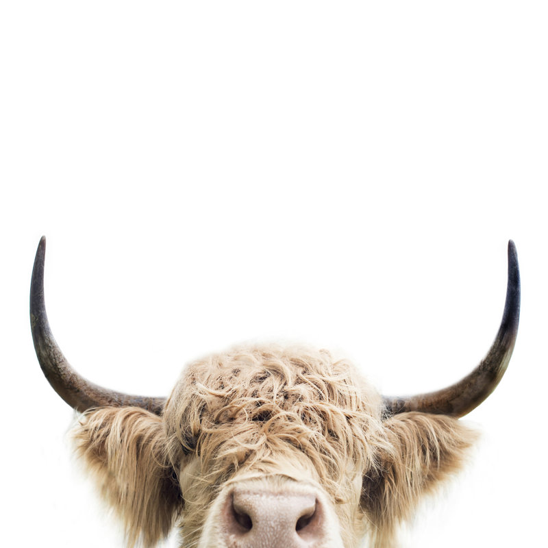«Peeking Cow» par Sissi et Seb - photographie sur toile tendue, H 36 po x l 36 po
