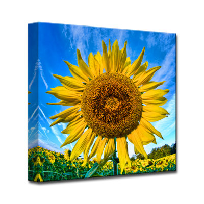 " Bright and Tall " Color Photography Print