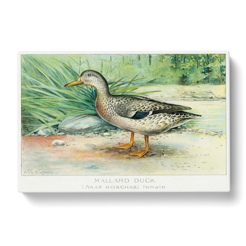 A Mallard Duck by J.L. Ridgway - Wrapped Canvas Painting, 35cm H x 50cm W x 3cm D