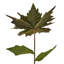 29.52cm Faux Branch