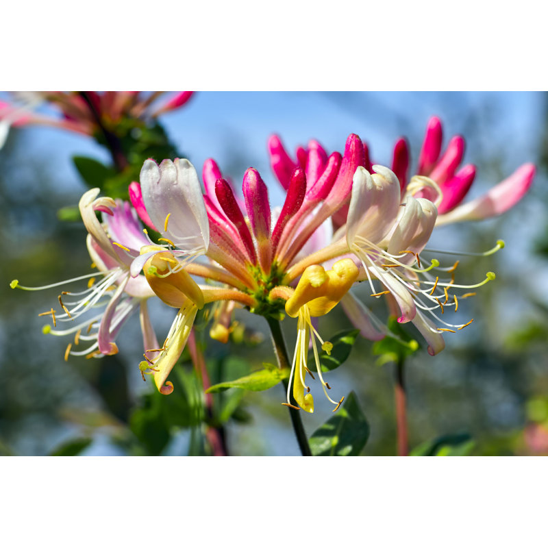 " Honysuckle (Lonicera Periclymenum) " by Shugsfishing, 12" W x 8" H  