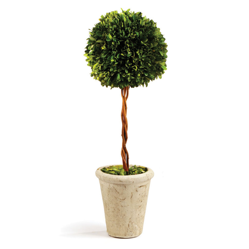 Preserved Greens 23.25" Single Ball Topiary, 18.5" H x 6.25" W x 6.25" D