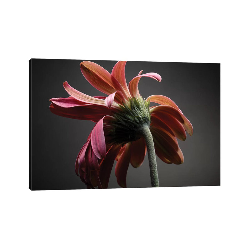 Studio Flowers IV 1 Piece Wrapped Canvas Wall Art, 20.32 cm H x 30.48 cm W