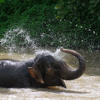 " Elephant Bath " by Nirutistock
