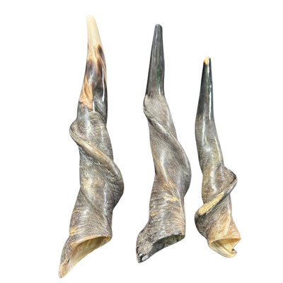 Polished Eland Horn Shofar