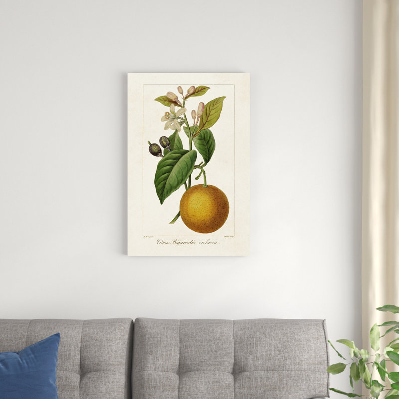 " Antique Citrus Fruit II ", 30" H x 20" W