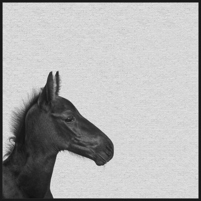 " Black Horse IV " by Marmont Hill