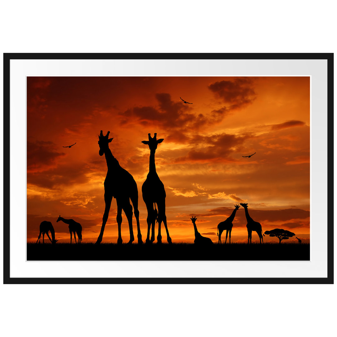 Gerahmtes Poster Afrikas Giraffen bei Sonnenuntergang