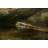 " Burmese Python " by Lagunaticphoto-418315166