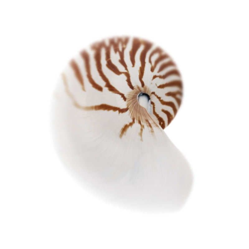 Sea Shell In White III Print by Sofia Fox, Outdoor, 48" H x 36" W x 1.5" D